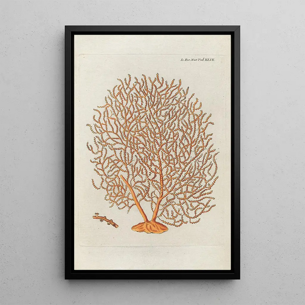 Icones rerum naturalium ou figures enluminées d'histoire naturelle du nord Pl49 - Peder Ascanius — gerahmtes Bild an der Wand