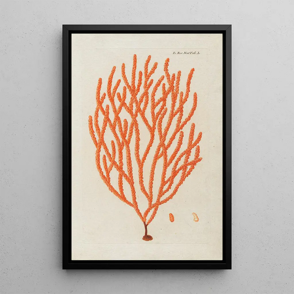 Icones rerum naturalium ou figures enluminées d'histoire naturelle du nord Pl50 - Peder Ascanius — gerahmtes Bild an der Wand