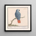 Rot- und Graupapagei Psittacus erithacus - Anselmus Botius de Boodt — gerahmtes Bild an der Wand