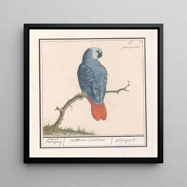 Perroquet à queue rouge gris Psittacus erithacus - Anselmus Botius de Boodt
