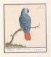 Rot- und Graupapagei Psittacus erithacus - Anselmus Botius de Boodt — Ansicht des Kunstwerks