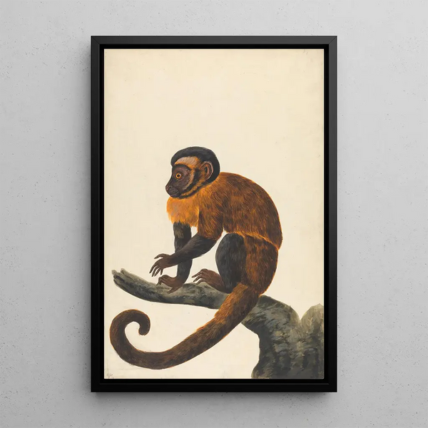 Ein Kapuziner - Peter Paillou der Jüngere — gerahmtes Bild an der Wand
