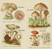 Petit atlas des champignons Pl 10 - Delachaux Niestle — Ansicht des Kunstwerks