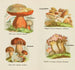 Petit atlas des champignons Pl 13 - Delachaux Niestle — Ansicht des Kunstwerks