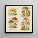 Kleines Atlas der Pilze Pl4 - Delachaux Niestle — gerahmtes Bild an der Wand