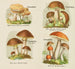 Kleines Atlas der Pilze Pl4 - Delachaux Niestle — Ansicht des Kunstwerks