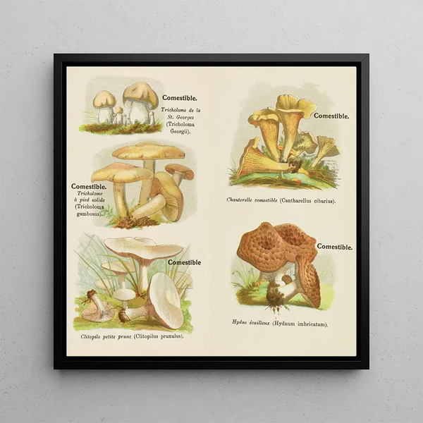 Petit atlas des champignons Pl5 - Delachaux Niestlé
