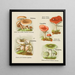 Petit atlas des champignons Pl6 - Delachaux Niestlé — gerahmtes Bild an der Wand