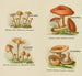 Kleines Atlas der Pilze Pl7 - Delachaux Niestle — Ansicht des Kunstwerks