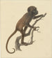 Petit singe - Pieter Pietersz Barbiers — Ansicht des Kunstwerks