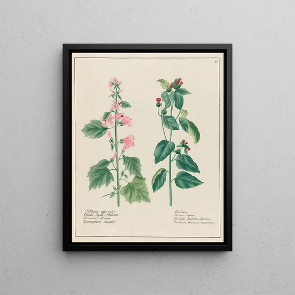 Petr Martynovich Gofman - Althaea officinalis and Bardana.webp