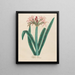 Amaryllis vittata - Petr Martynovich Gofman — gerahmtes Bild an der Wand