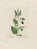 Atropa belladonna - Petr Martynovich Gofman — Ansicht des Kunstwerks