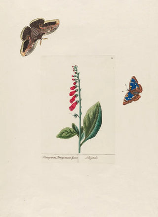 Petr Martynovich Gofman - Digitalis.webp