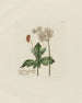 Heracleum sphondylium - Petr Martynovich Gofman — Ansicht des Kunstwerks