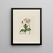 Heracleum sphondylium - Petr Martynovich Gofman — gerahmtes Bild an der Wand