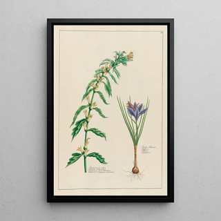 Petr Martynovich Gofman - Hyosciamus niger and Crocus Sativus.webp