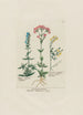Hysope Gentiane Centaurium minus Mélilot - Petr Martynovich Gofman — Ansicht des Kunstwerks