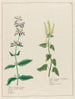Salvia hortensis major et Salvia agrestis - Petr Martynovich Gofman — Ansicht des Kunstwerks