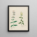 Salvia hortensis major et Salvia agrestis - Petr Martynovich Gofman — gerahmtes Bild an der Wand