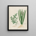 Scordium und aromatischer Calamus - Petr Martynovich Gofman — gerahmtes Bild an der Wand