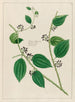 Smilax sassaparilla - Petr Martynovich Gofman — Ansicht des Kunstwerks