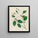Smilax sassaparilla - Petr Martynovich Gofman — gerahmtes Bild an der Wand