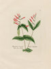 Spigelia marylandica - Petr Martynovich Gofman — Ansicht des Kunstwerks