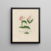 Spigelia marylandica - Petr Martynovich Gofman — gerahmtes Bild an der Wand