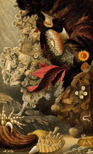 Philip Henry Gosse - Lophohelia prolifera Peachia triphylla Sphenotrochus Wrightii S Macandrewanus.webp