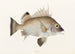 Fauna japonica Pl012 - Philipp Franz Balthasar von Siebold — Ansicht des Kunstwerks