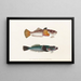 Fauna Japonica Pl014 - Philipp Franz Balthasar von Siebold — gerahmtes Bild an der Wand