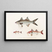 Fauna japonica Pl019 - Philipp Franz Balthasar von Siebold — gerahmtes Bild an der Wand