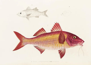 Philipp Franz Balthasar von Siebold - Fauna japonica Pl020.webp