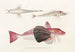 Fauna japonica Pl023 - Philipp Franz Balthasar von Siebold — Ansicht des Kunstwerks