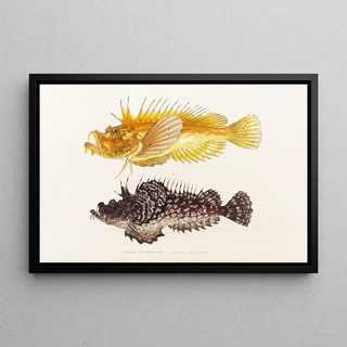 Philipp Franz Balthasar von Siebold - Fauna japonica Pl029.webp