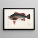 Fauna japonica Pl031 - Philipp Franz Balthasar von Siebold — gerahmtes Bild an der Wand