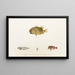 Fauna japonica Pl033 - Philipp Franz Balthasar von Siebold — gerahmtes Bild an der Wand