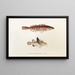 Fauna japonica Pl034 - Philipp Franz Balthasar von Siebold — gerahmtes Bild an der Wand