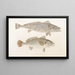 Fauna japonica Pl036 - Philipp Franz Balthasar von Siebold — gerahmtes Bild an der Wand
