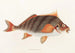 Fauna japonica Pl042 - Philipp Franz Balthasar von Siebold — Ansicht des Kunstwerks