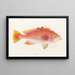 Faune japonaise Pl043 - Philipp Franz Balthasar von Siebold — gerahmtes Bild an der Wand