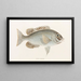 Fauna japonica Pl. 049 - Philipp Franz Balthasar von Siebold — gerahmtes Bild an der Wand