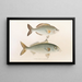 Faune japonaise Pl053 - Philipp Franz Balthasar von Siebold — gerahmtes Bild an der Wand