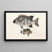 Faune japonaise Pl059 - Philipp Franz Balthasar von Siebold — gerahmtes Bild an der Wand