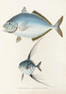 Fauna japonica Pl073 - Philipp Franz Balthasar von Siebold — Ansicht des Kunstwerks