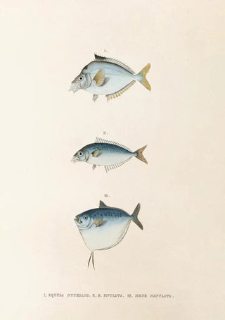 Philipp Franz Balthasar von Siebold - Fauna japonica Pl081.webp