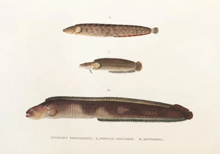 Philipp Franz Balthasar von Siebold - Fauna japonica Pl087.webp