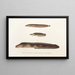 Fauna japonica Pl087 - Philipp Franz Balthasar von Siebold — gerahmtes Bild an der Wand