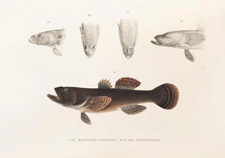 Philipp Franz Balthasar von Siebold - Fauna japonica Pl091.webp